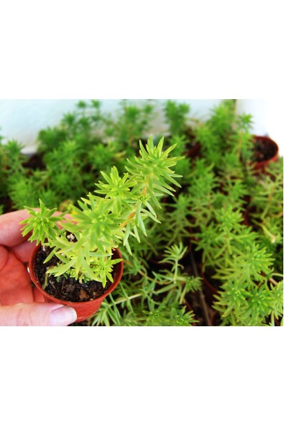 Очиток Angelina 